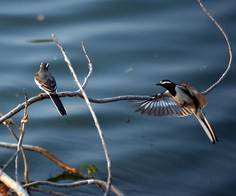 white browed wagtail landing  Geotagged,India,Motacilla maderaspatensis,White-browed Wagtail,Winter