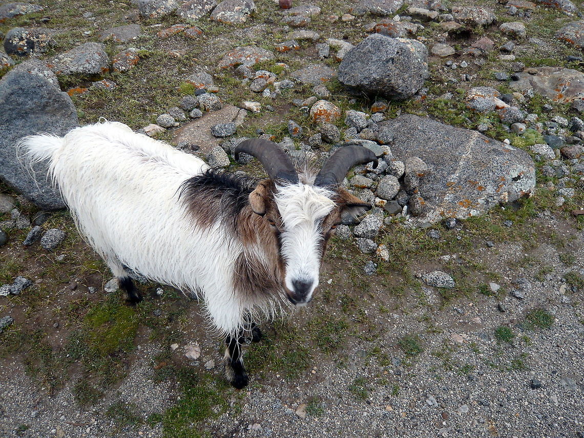 Changthangi or Pashmina goat This was found in Tibetan region, while trekking to Mt. Kailash. Capra aegagrus hircus,China,Domestic Goat,Geotagged,Winter