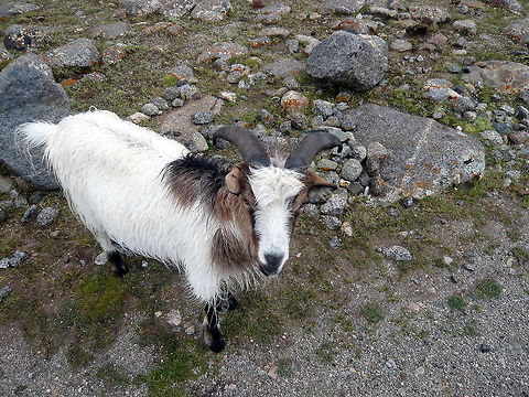 Changthangi or Pashmina goat This was found in Tibetan region, while trekking to Mt. Kailash. Capra aegagrus hircus,China,Domestic Goat,Geotagged,Winter