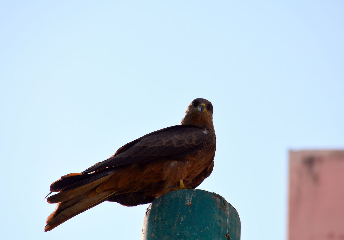 What are you staring at? -_-  Black kite,Geotagged,India,Milvus migrans,Winter
