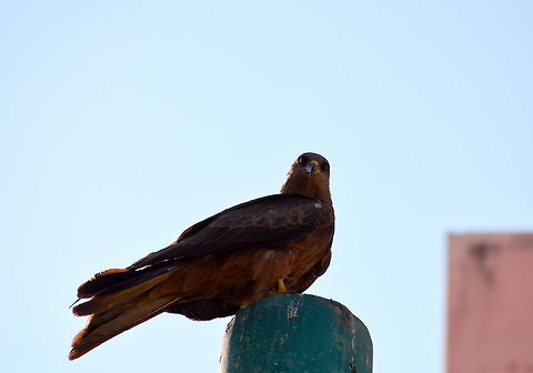 What are you staring at? -_-  Black kite,Geotagged,India,Milvus migrans,Winter