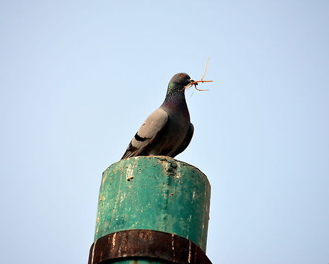 Scary eyes  Columba livia domestica,Domestic Rock Pigeon