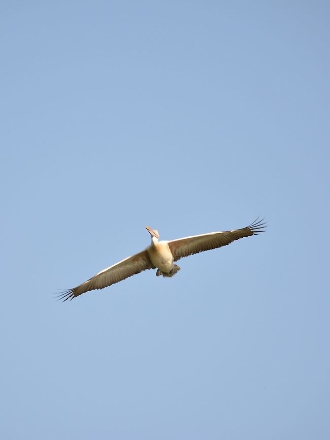 Spot billed pelican-flight  Geotagged,India,Pelecanus philippensis,Spot-billed pelican,Winter