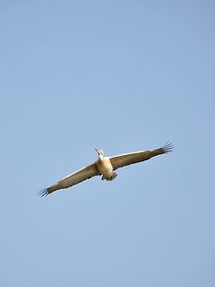 Spot billed pelican-flight  Geotagged,India,Pelecanus philippensis,Spot-billed pelican,Winter
