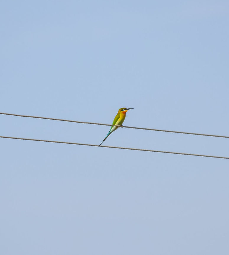 The Blue-tailed Bee-eater This is one of the most common birds seen in South India. <br />
Took this photo near Madurai,  India Blue-tailed Bee-eater,Green bee-eater,Merops orientalis,Merops philippinus