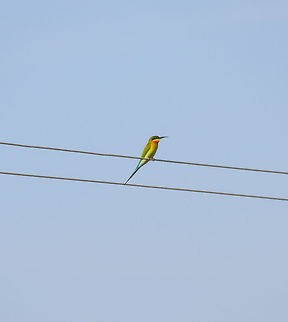 The Blue-tailed Bee-eater This is one of the most common birds seen in South India. 
Took this photo near Madurai,  India Blue-tailed Bee-eater,Green bee-eater,Merops orientalis,Merops philippinus