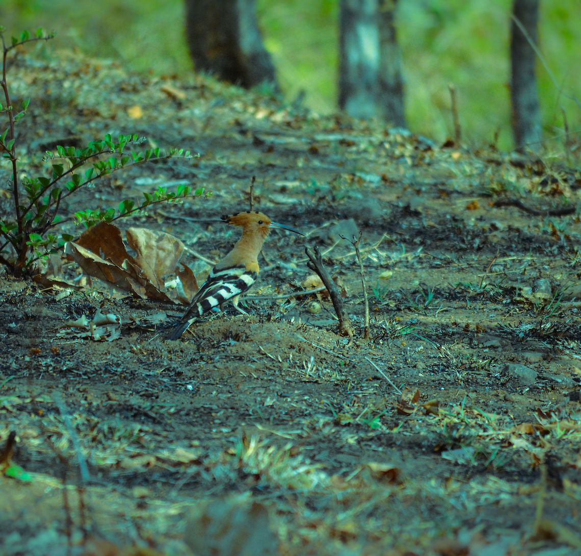 Hoopoe - at BR Hills, India  Hoopoe,Upupa epops