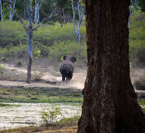 Elephant rage Taken at BR Hills forest. 
A lone elephant was playing and having fun in a small lake until a bunch of dogs started annoying this pachyderm. 
A scene of peace and tranquillity turned chaotic in a moment. 
It was an amazing experience to witness the way the elephant picked up the pace. 
 Asian elephant,Elephas maximus