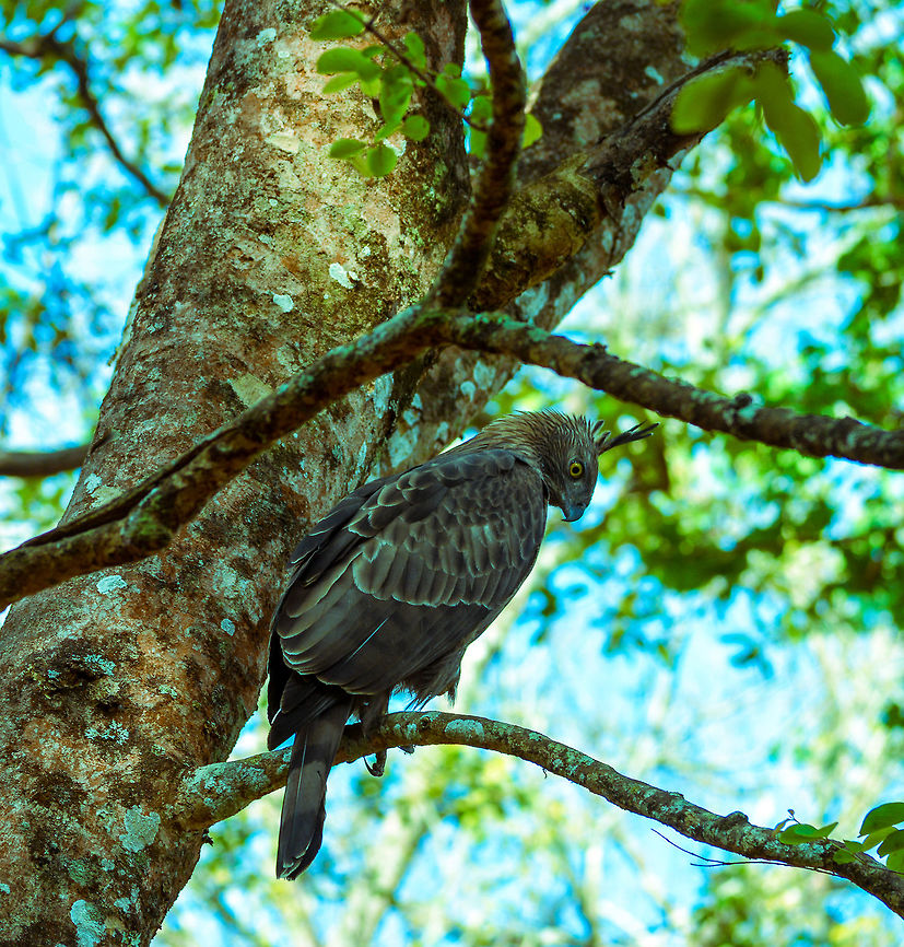 Crested serpent eagle Spotted at BR Hills, India  Crested Serpent Eagle,Spilornis cheela