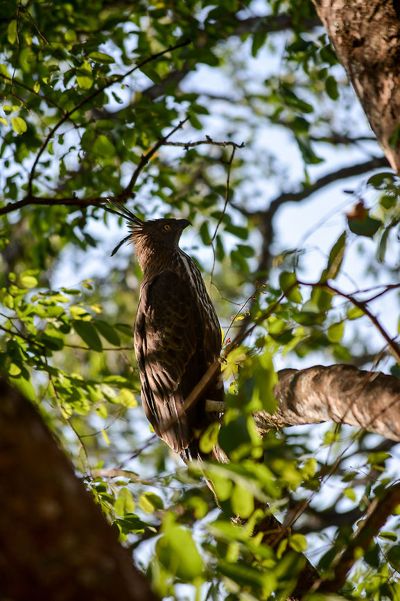Crested serpent eagle Shot at BR Hills, India  Crested Serpent Eagle,Spilornis cheela