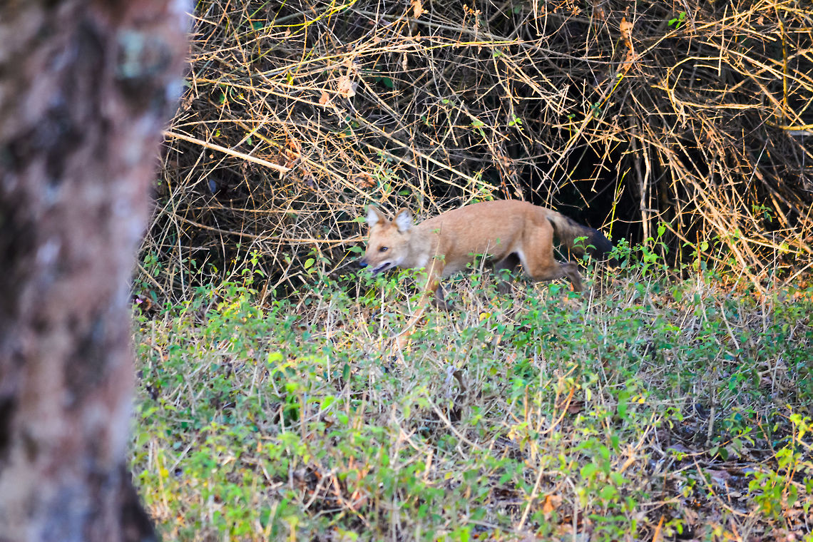 Dhole This was a sudden unexpected spotting. Dhole at BR Hills, India  Cuon alpinus,Dhole
