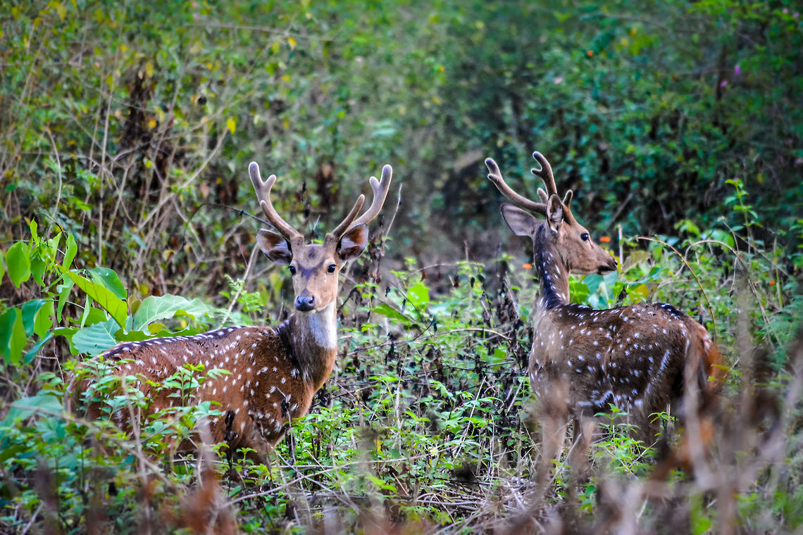 Almost a mirror image Chital deer at BR Hills, India  Axis axis,Axis deer