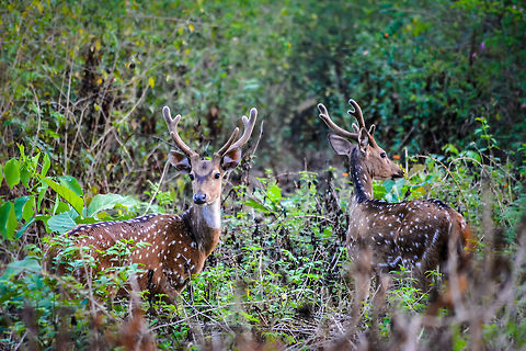 Almost a mirror image Chital deer at BR Hills, India  Axis axis,Axis deer