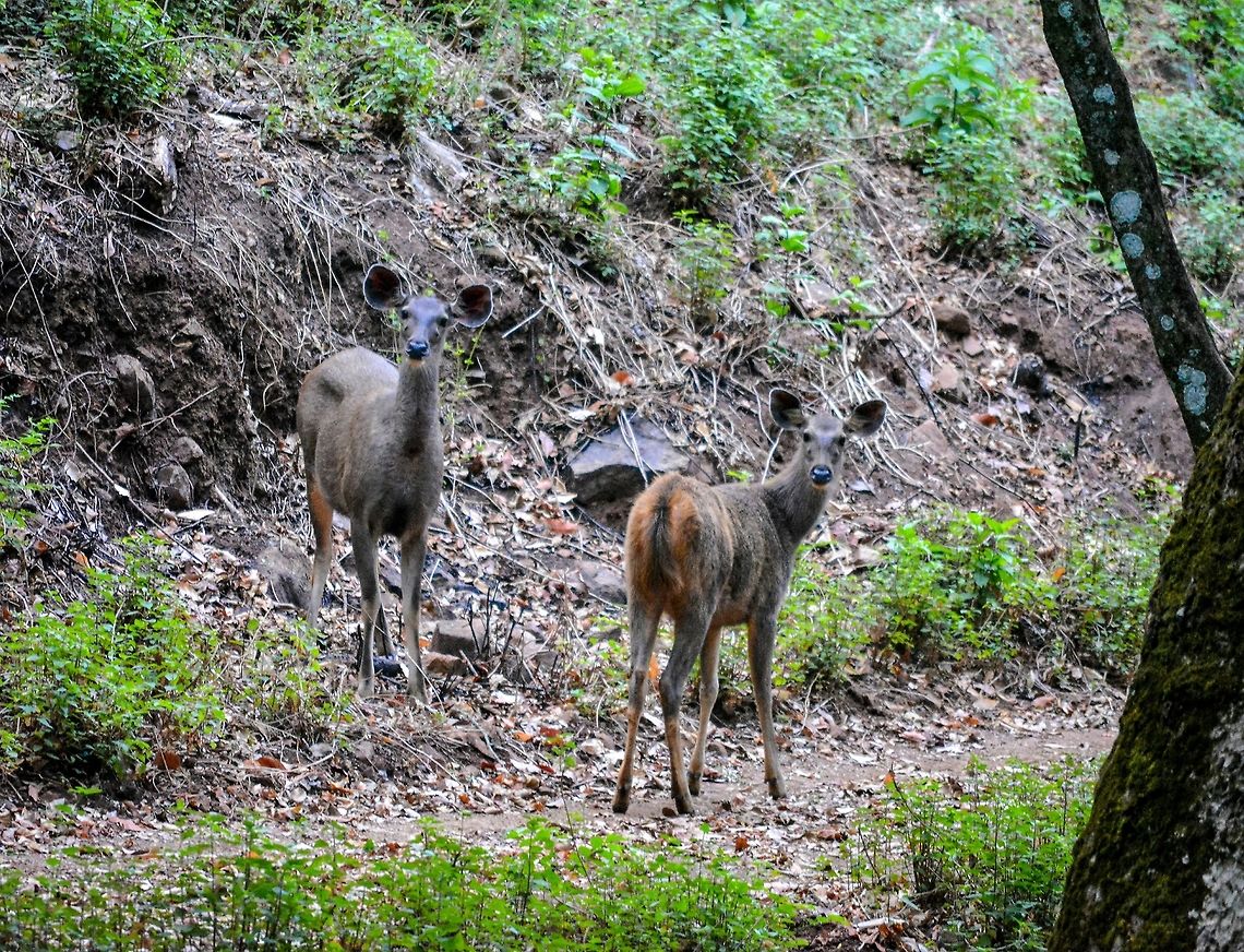 Muntjac- Look at those ears... Alerted and anxious. Muntjac pair, spotted at BR Hills, India  Indian muntjac,Muntiacus muntjak