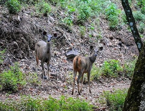 Muntjac- Look at those ears... Alerted and anxious. Muntjac pair, spotted at BR Hills, India  Indian muntjac,Muntiacus muntjak
