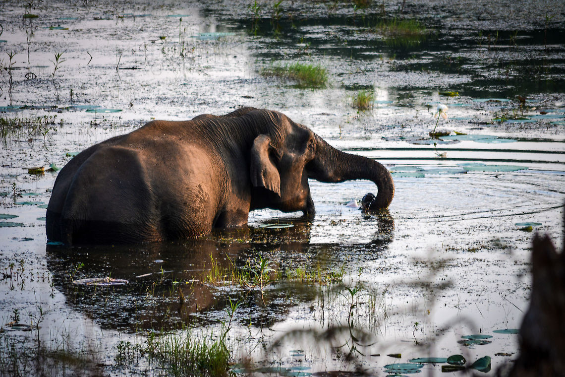 Elephant at peace. Calm before the storm The elephant that was having fun in the water, before being annoyed by dogs.  Asian elephant,Elephas maximus
