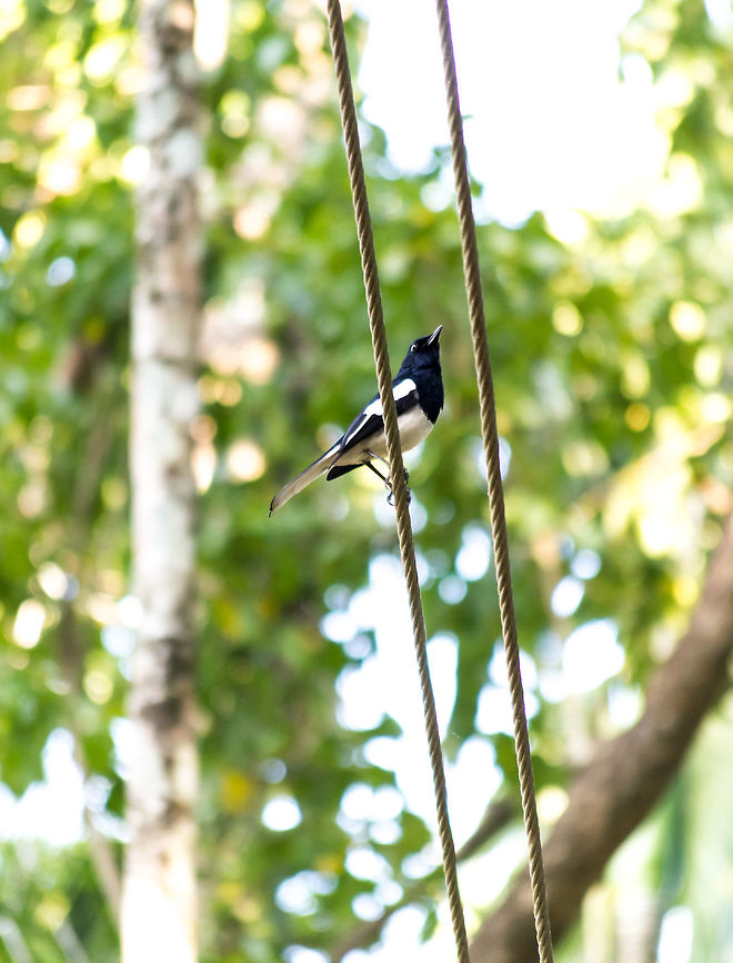Oriental magpie robin - In kerala  Copsychus saularis,Geotagged,India,Oriental Magpie-Robin