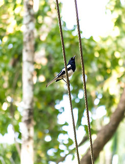 Oriental magpie robin - In kerala  Copsychus saularis,Geotagged,India,Oriental Magpie-Robin