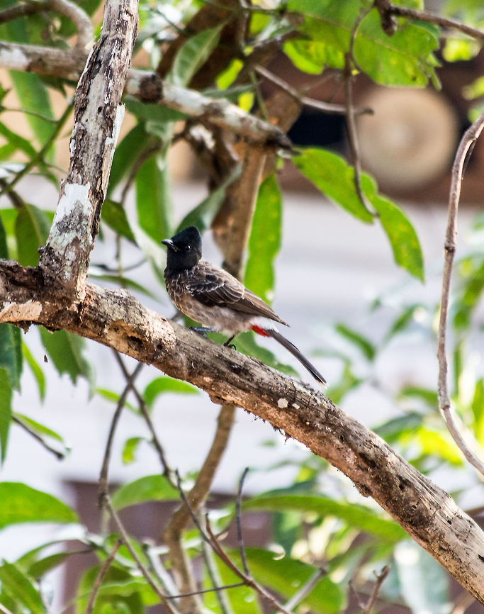 Red vented bulbul Taken at Velinezhli Kerala  Geotagged,India,Pycnonotus cafer,Red-vented Bulbul