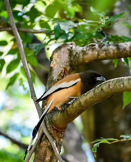 rufous treepie Taken at Velinezhli Kerala  Dendrocitta vagabunda,Geotagged,India,Rufous Treepie