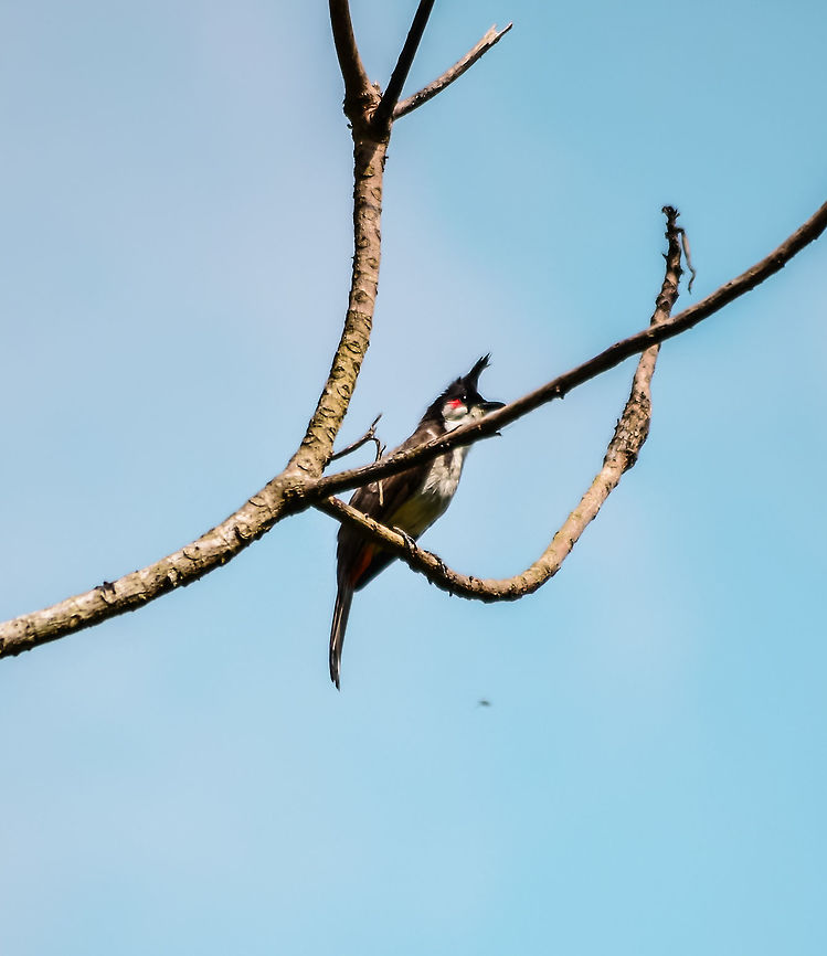 Red whiskered bulbul Taken at Munnar, Kerala Geotagged,India,Pycnonotus jocosus,Red Whiskered Bulbul