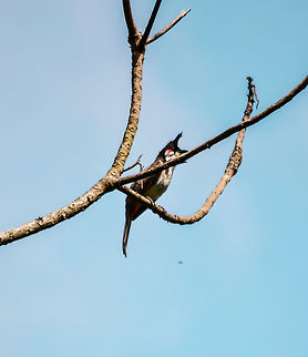 Red whiskered bulbul Taken at Munnar, Kerala Geotagged,India,Pycnonotus jocosus,Red Whiskered Bulbul