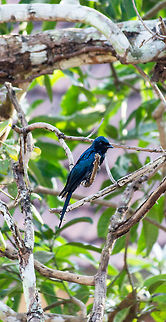 Bronzed Drongo - Look at that glossy color This was taken at Velinezhli, Kerala Bronzed drongo,Dicrurus aeneus,Geotagged,India
