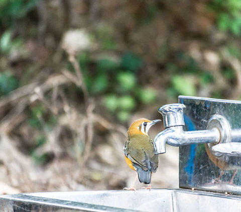 Orange headed ground thrush. The area was very silent, apart from a constant tak-tak noise. Like somebody was tapping against a metal sheet.
Then i found this.
This little birdy did not like its own reflection :) 
Taken at Velinezhi, kerala. Geokichla citrina,Geotagged,India,Orange-headed thrush