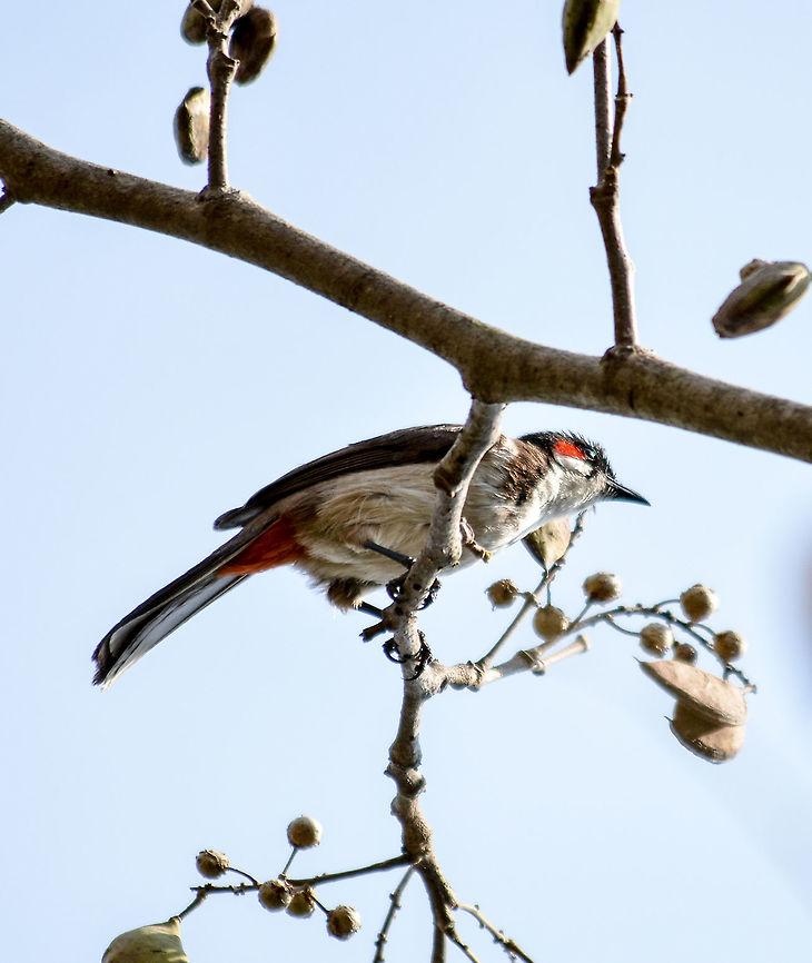 Red whiskered bulbul Taken at Bangalore  Geotagged,India,Pycnonotus jocosus,Red Whiskered Bulbul