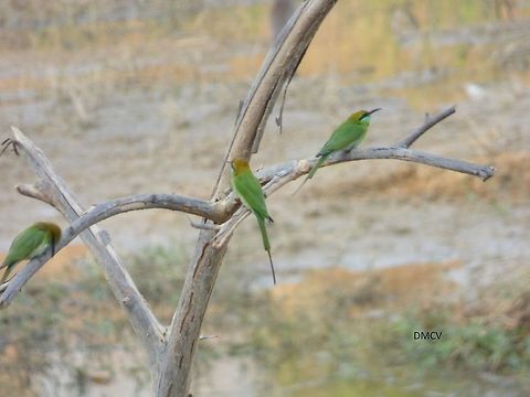 Green Bee-eater - Merops orientalis location: Bangalore, India Green bee-eater,Merops orientalis