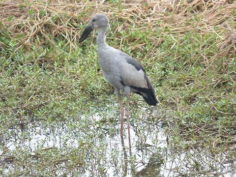 Asian Openbill - Anastomus oscitans location: Bangalore, India Anastomus oscitans,Asian Openbill