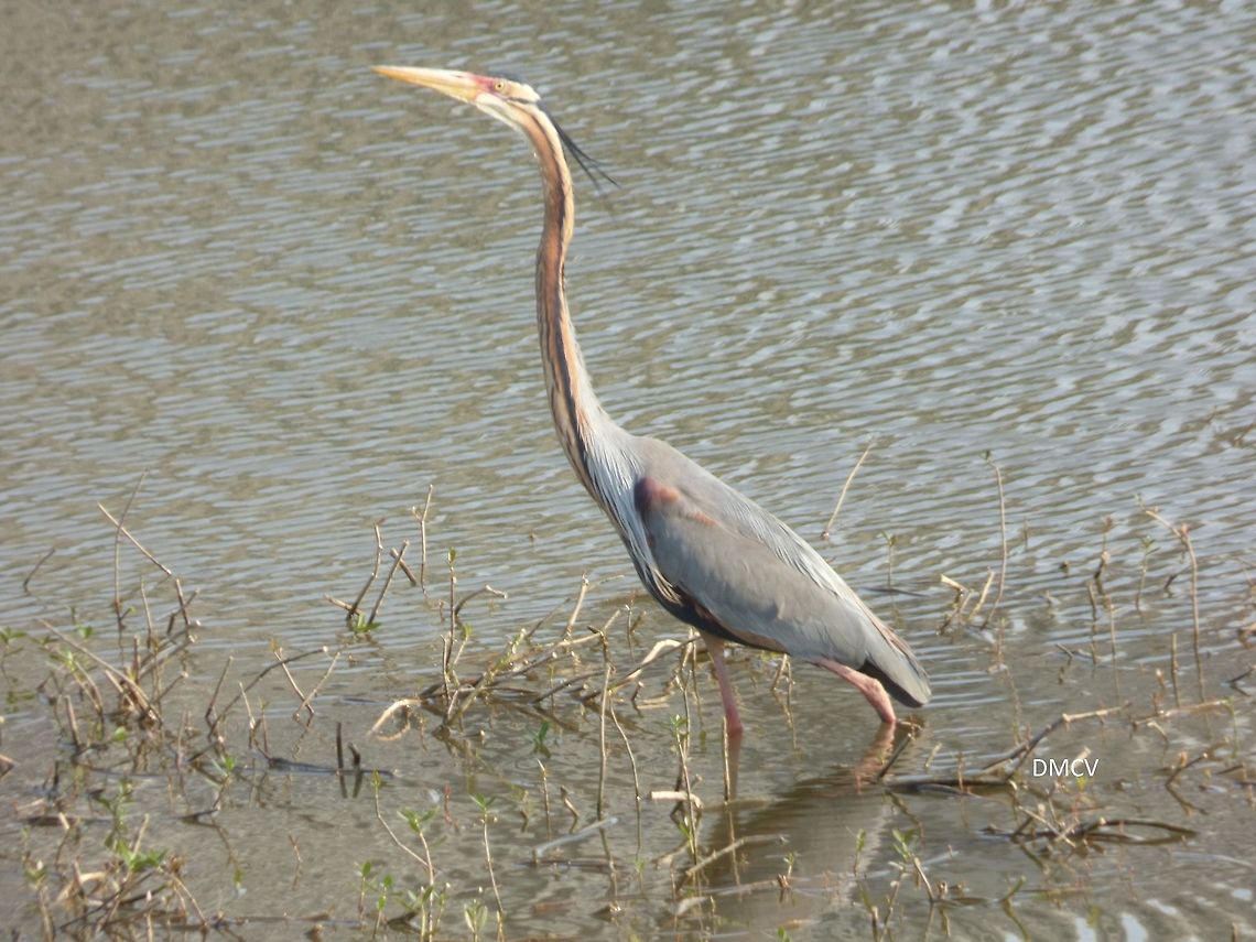 Purple Heron - Ardea purpurea location: Bangalore, India Ardea purpurea,Purple Heron