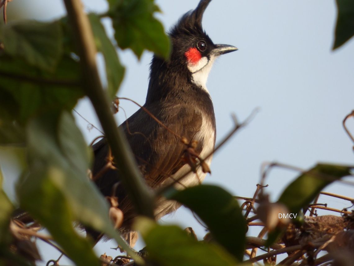 Red-whiskered Bulbul - Pycnonotus jocosus location: Bangalore, India Pycnonotus jocosus,Red-whiskered bulbul