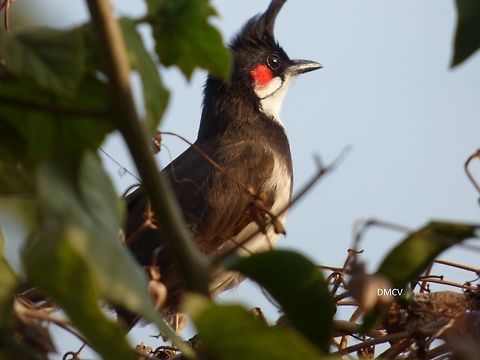 Red-whiskered Bulbul - Pycnonotus jocosus location: Bangalore, India Pycnonotus jocosus,Red-whiskered bulbul