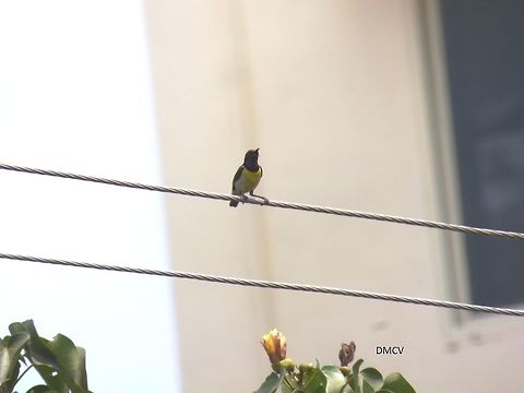 Purple-rumped Sunbird - Leptocoma minima location: Bangalore, India Crimson backed sunbird,Leptocoma minima