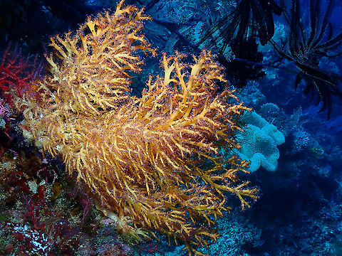 Soft Coral Variable Chironephthya - Chironephthya variabilis (sp tentative) As for most corals the genus is more clear to me than the sp. Chironephthya variabilis,Fall,Geotagged,Indonesia,Soft Coral Variable Chironephthya
