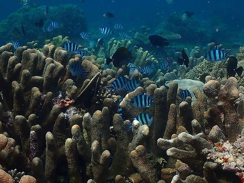 Scissortail sergeant - Abudefduf sexfasciatus  Abudefduf sexfasciatus,Fall,Geotagged,Indonesia,Scissortail sergeant