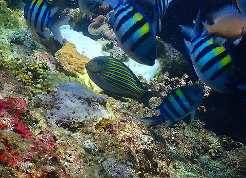 Lined surgeonfish - Acanthurus lineatus  Acanthurus lineatus,Fall,Geotagged,Indonesia,Lined surgeonfish