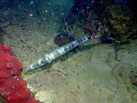 Scrawled filefish - Aluterus scriptus (top view, sleeping) I have noticed we still did not have pics from this fish seen from above so for appretiation of how thin it is I post this top view. Here is sleeping, it was during a night dive. I will post its lateral next. You will see its eye semiclosed and also the night dark blotchy coloration. It is fun to see that once you wake them up this dark blotchy colors are gone in seconds! Aluterus scriptus,Fall,Geotagged,Indonesia,Scrawled filefish