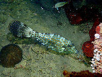 Scrawled filefish - Aluterus scriptus (lateral view, sleeping) The lateral view of the same sleepy fish. Aluterus scriptus,Fall,Geotagged,Indonesia,Scrawled filefish
