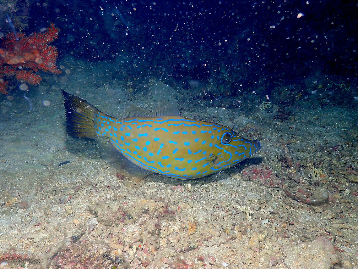 Scrawled filefish - Aluterus scriptus (awake) After I followed him for a few pics it woke up and I could see how fast the dark blotches dissappeared. It was like putting its pyjamas off! Aluterus scriptus,Fall,Geotagged,Indonesia,Scrawled filefish