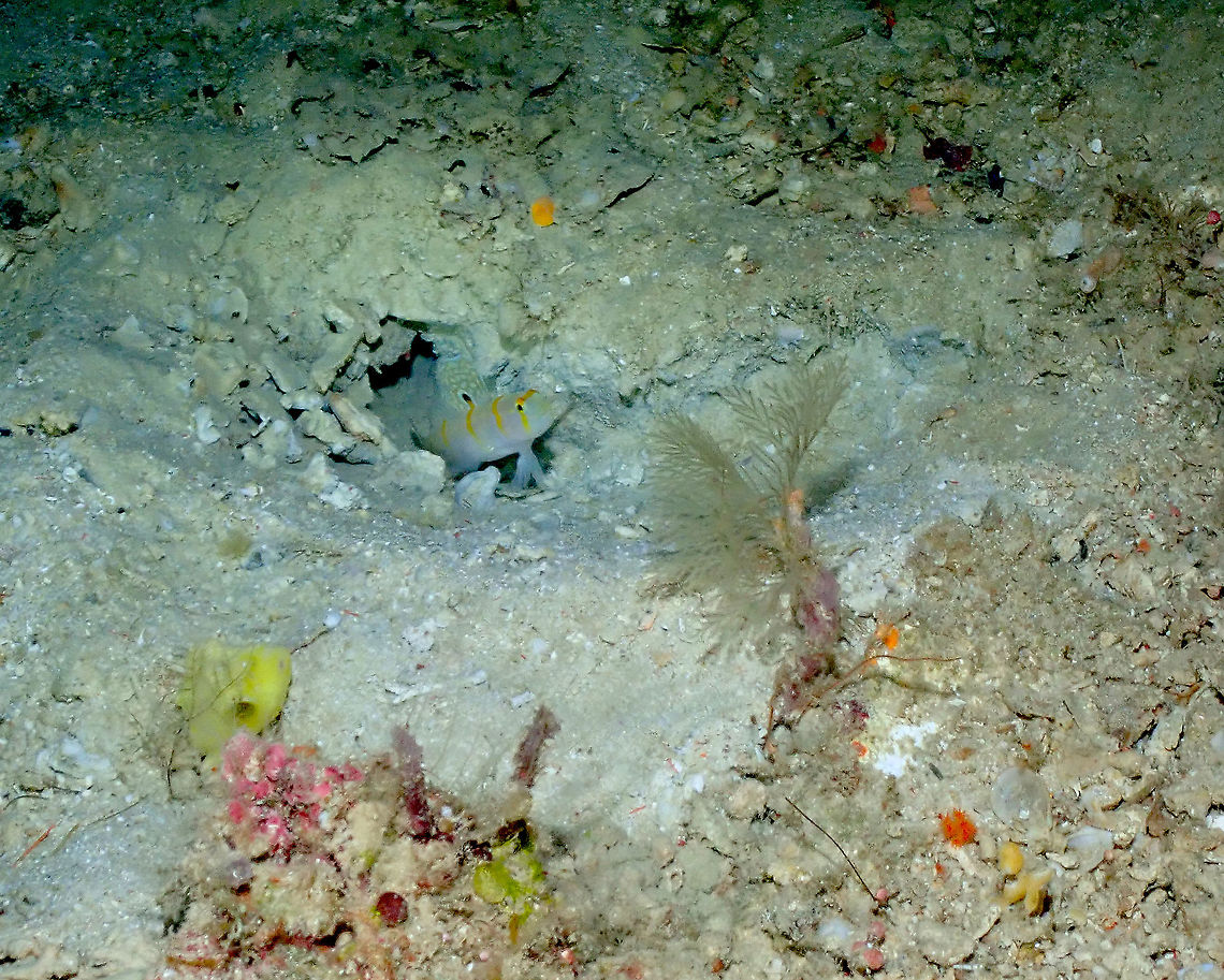 Randalls prawn goby - Amblyeleotris randalli I was not able to make good close-ups of these gobies this time but I still wanted to document their presence in Halmahera. Amblyeleotris randalli,Fall,Geotagged,Indonesia,Randalls prawn goby