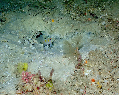 Randalls prawn goby - Amblyeleotris randalli I was not able to make good close-ups of these gobies this time but I still wanted to document their presence in Halmahera. Amblyeleotris randalli,Fall,Geotagged,Indonesia,Randalls prawn goby