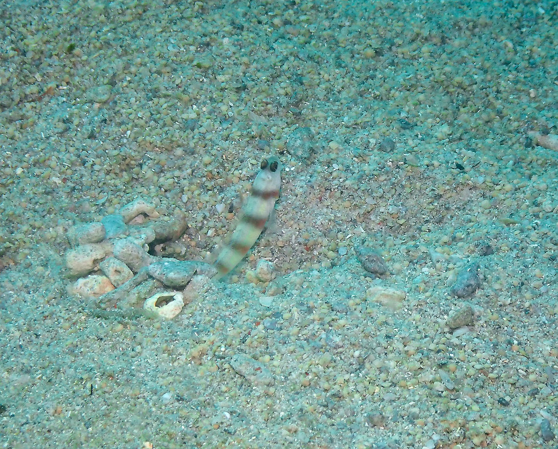 Steinitz prawn goby - Amblyeleotris steinitzi  Amblyeleotris steinitzi,Fall,Geotagged,Indonesia,Steinitz prawn goby