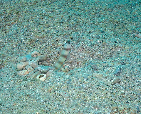 Steinitz prawn goby - Amblyeleotris steinitzi  Amblyeleotris steinitzi,Fall,Geotagged,Indonesia,Steinitz prawn goby