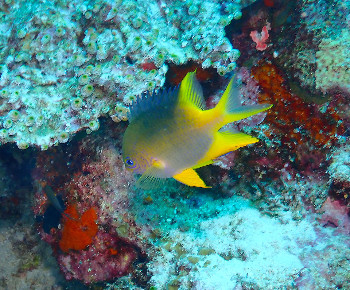 Golden Damselfish - Amblyglyphidodon aureus  Amblyglyphidodon aureus,Fall,Geotagged,Golden damselfish,Indonesia