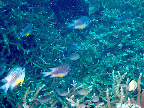 Yellowbelly Damselfish - Amblyglyphidodon leucogaster  Amblyglyphidodon leucogaster,Fall,Geotagged,Indonesia,Yellowbelly Damselfish