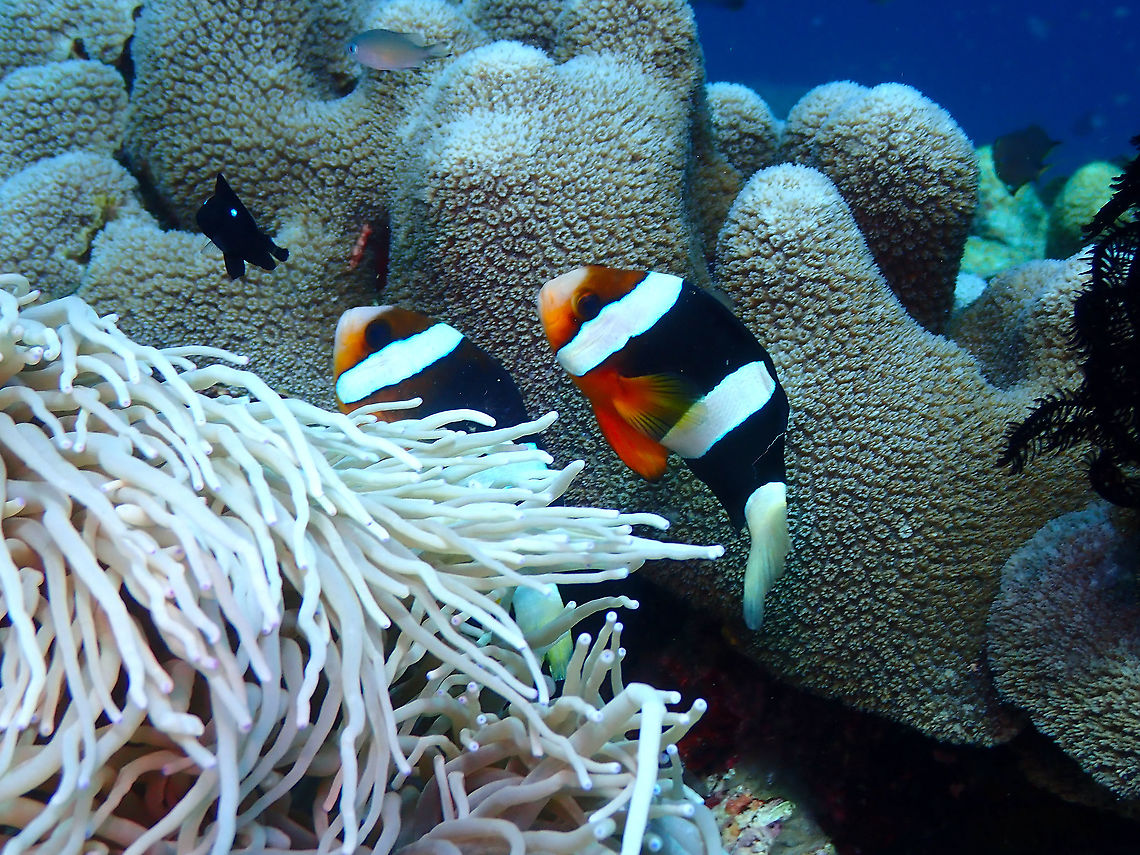 Clarks Anemonefish - Amphiprion clarkii  Amphiprion clarkii,Clarks Anemonefish,Fall,Geotagged,Indonesia