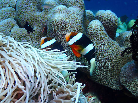 Clarks Anemonefish - Amphiprion clarkii  Amphiprion clarkii,Clarks Anemonefish,Fall,Geotagged,Indonesia