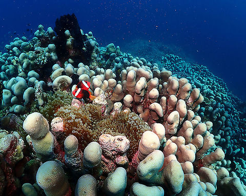 Cinnamon Anemonefish - Amphiprion melanopus  Amphiprion melanopus,Cinnamon Anemonefish,Fall,Geotagged,Indonesia